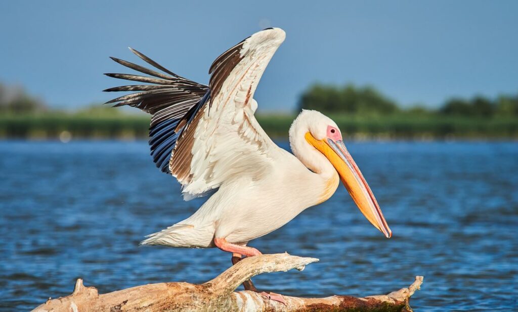 os pelicanos