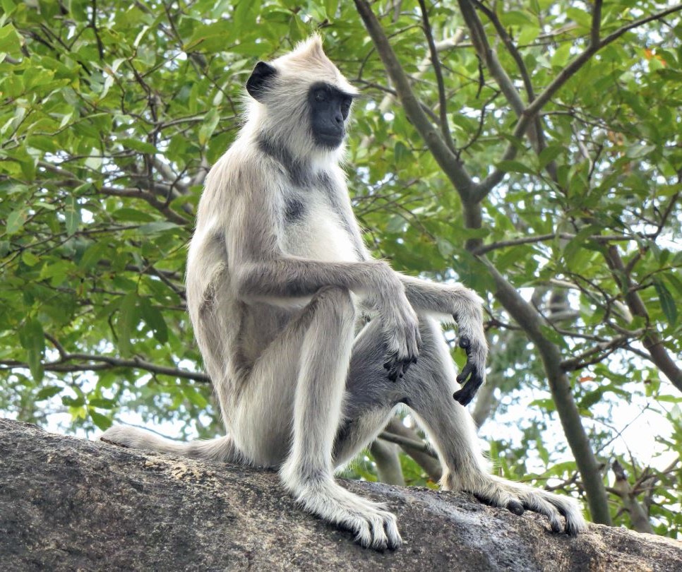 os macacos