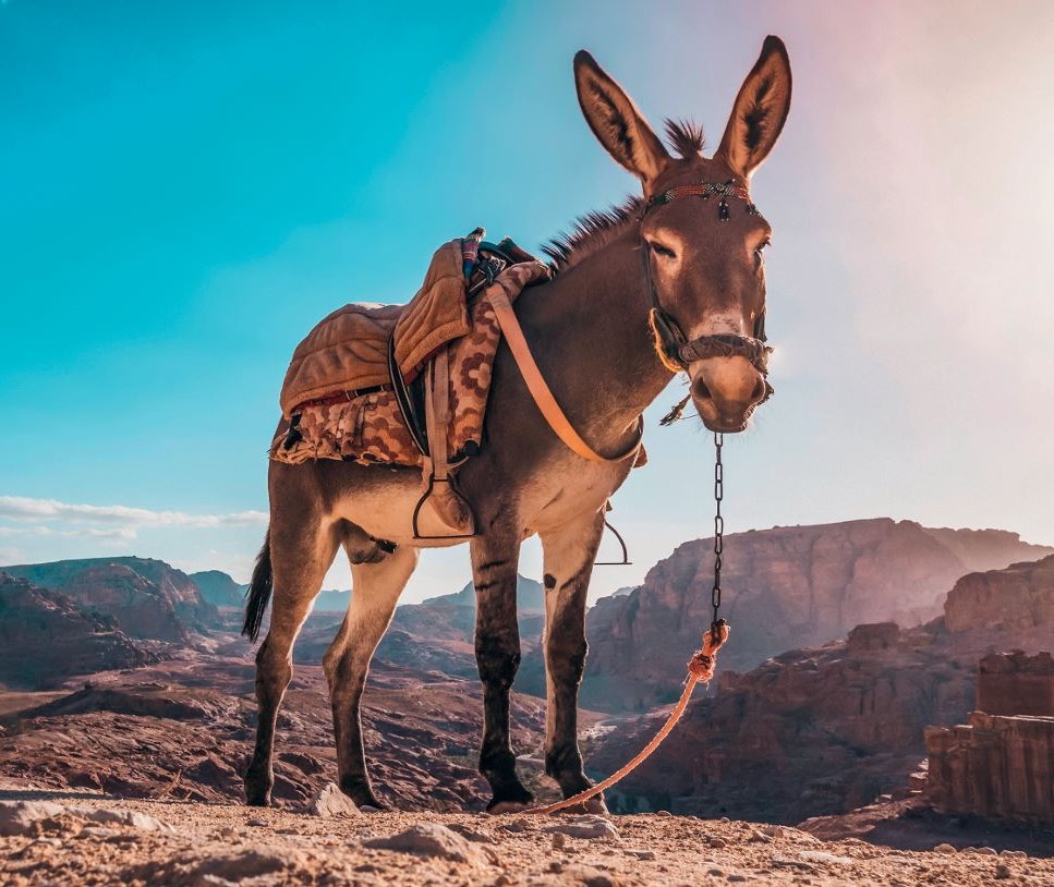 os burros