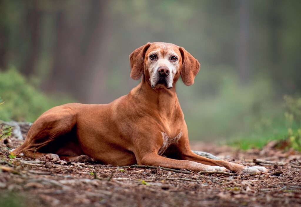 os cães