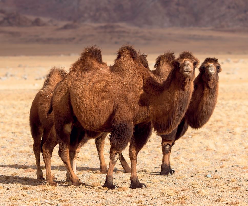 os camelos