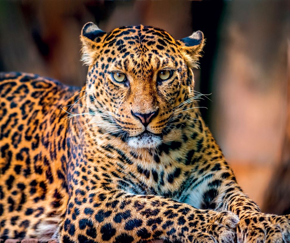 os leopardos e as chitas