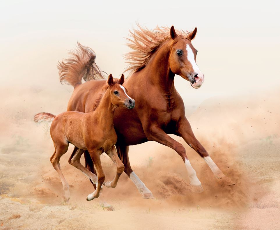 os cavalos