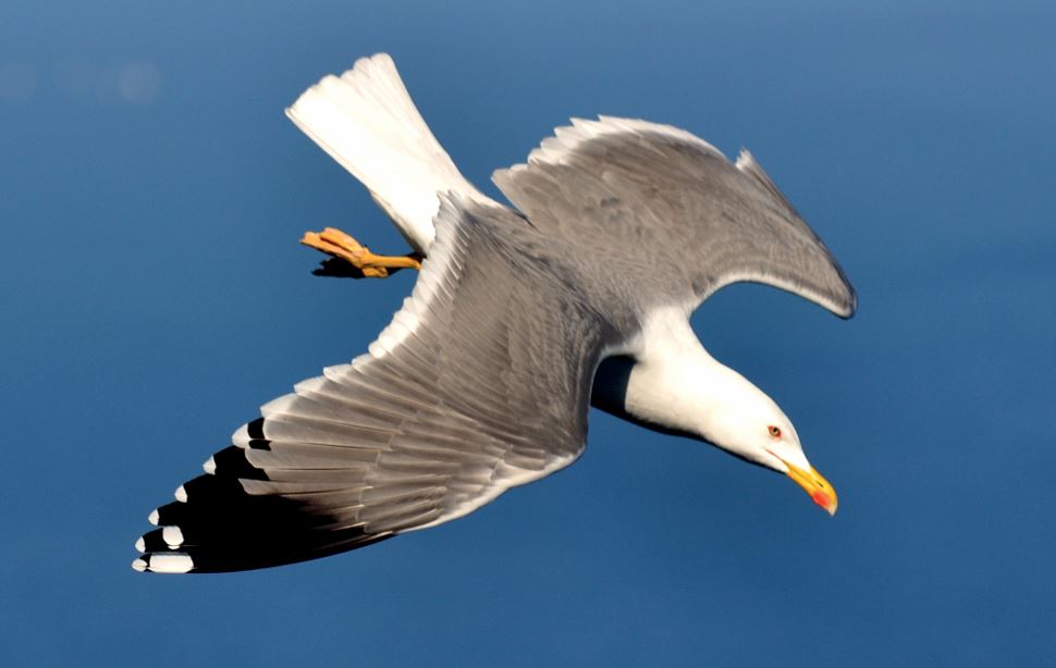 as aves impuras