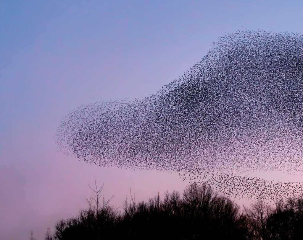 Erforschung der Vögel
