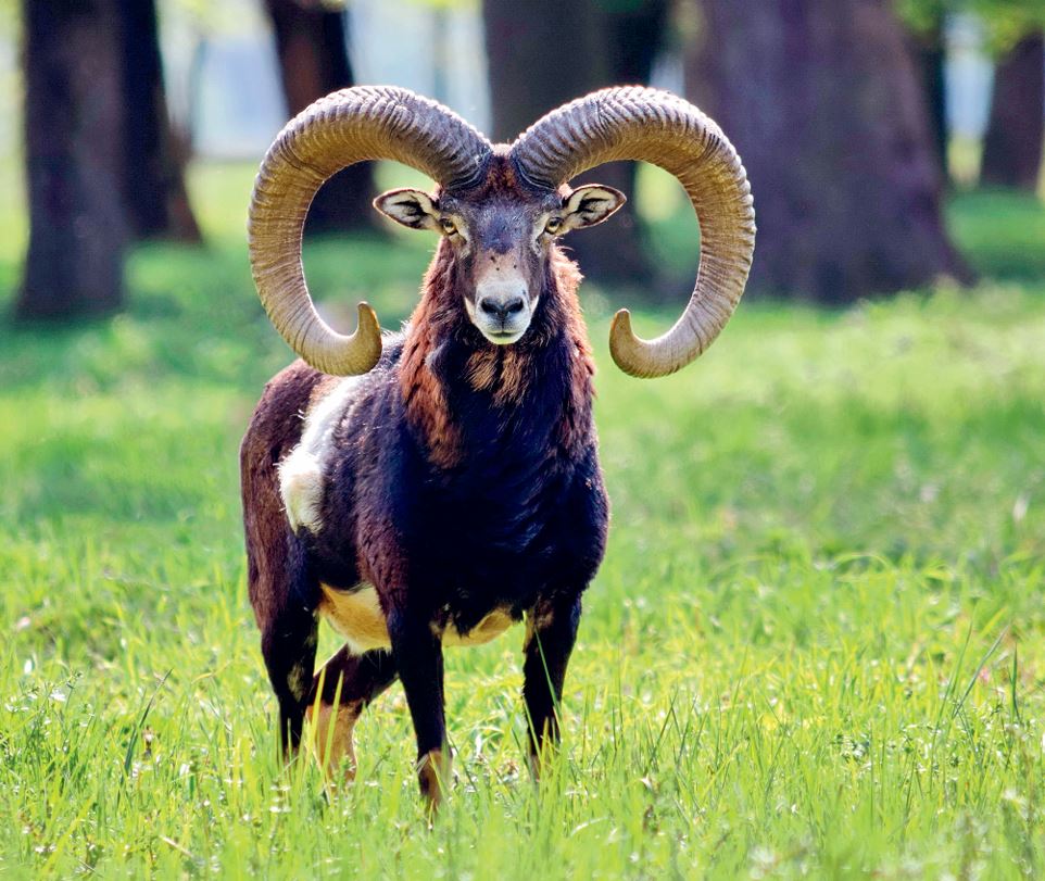 os íbexes