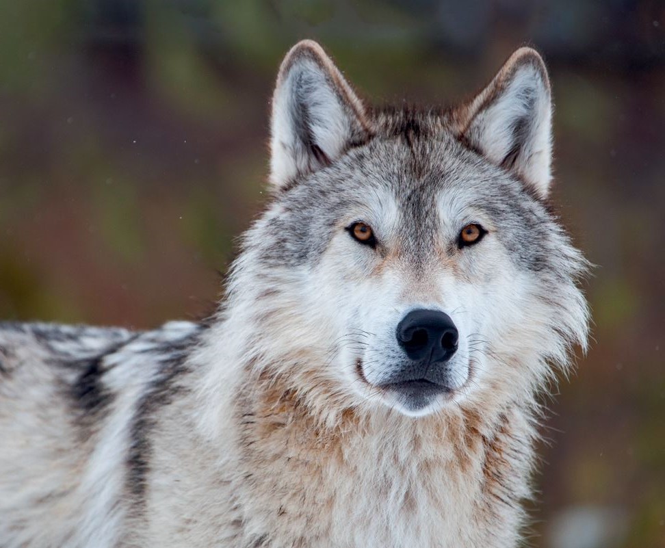 os lobos