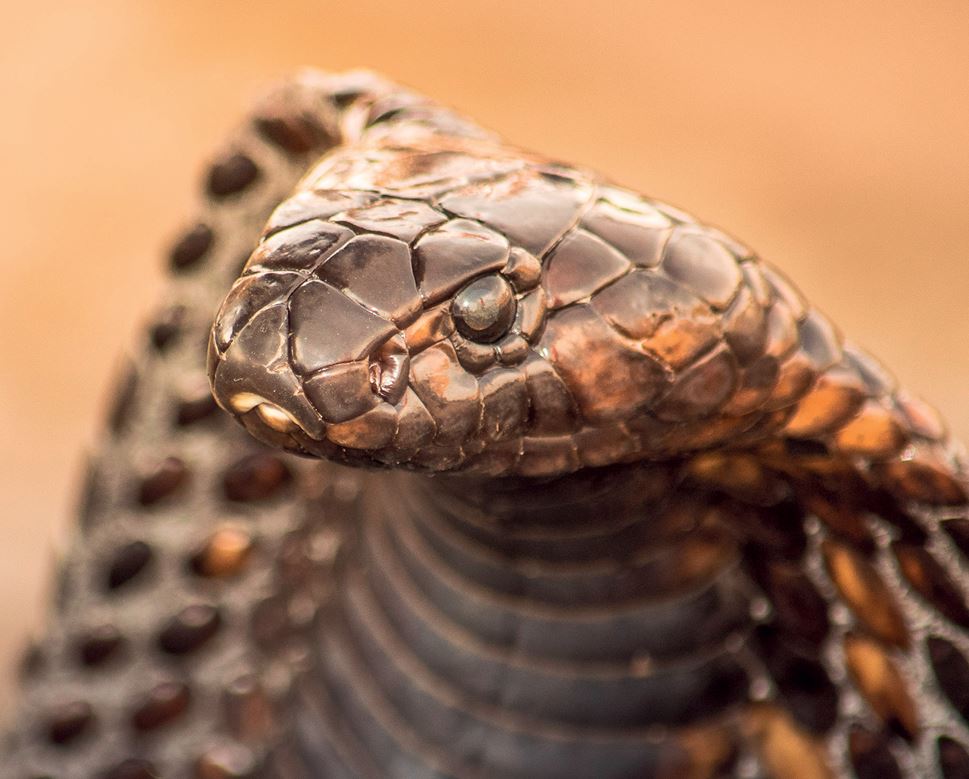 a serpente